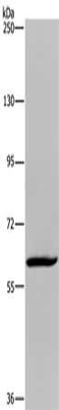 MIER2 antibody