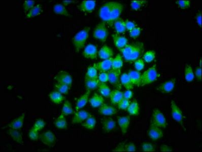MIF Antibody