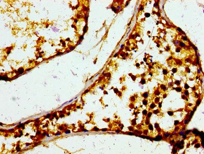 MIF Antibody