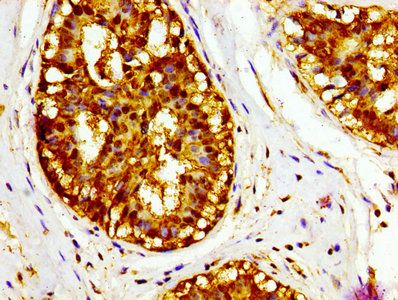 MIF Antibody