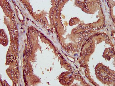 MIF Antibody