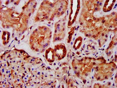 MIF Antibody
