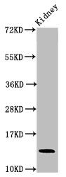 MIF antibody