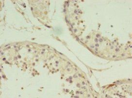 CBLIF Antibody