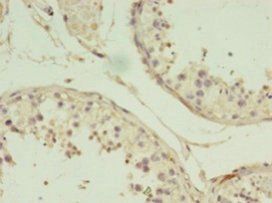 MIF antibody