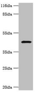 MIF antibody