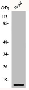 MIF Antibody
