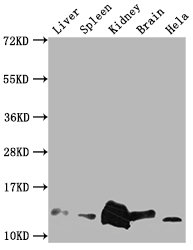 Mif Antibody