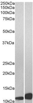 Goat anti-MIF Antibody