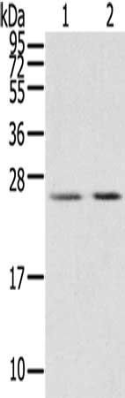 MIG7 antibody