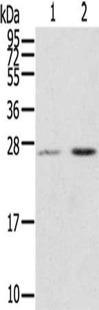 MIG7 antibody