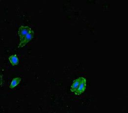 MILR1 Antibody