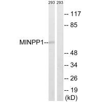 MINPP1 Antibody