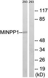 MINPP1 Antibody