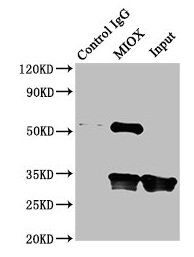 MIOX antibody