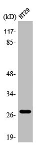MIP Antibody