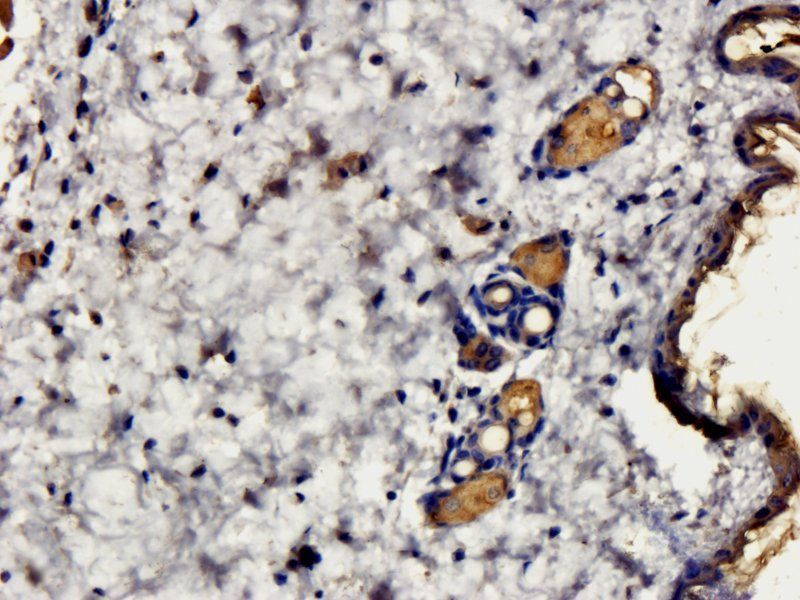 MIP3 beta antibody