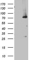 MIPEP Antibody