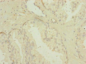 MIPEP Antibody