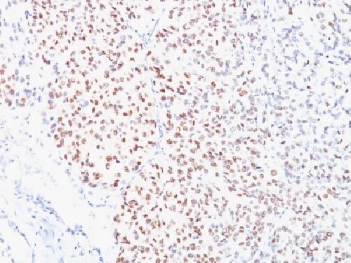 MITF Antibody