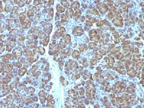 Mitochondrial Marker Antibody