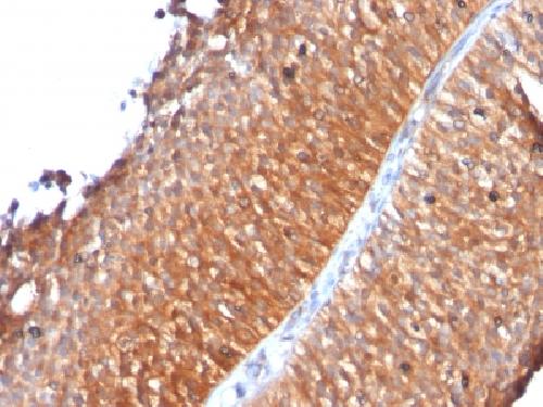 Mitochondrial Marker Antibody