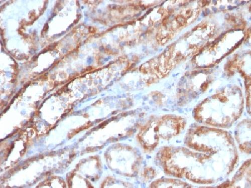 Mitochondrial Marker Antibody