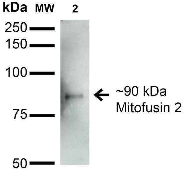 Mitofusin 2 Antibody