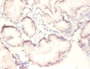 MAPK3 Antibody