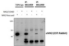 Goat anti-MK2 / MAPKAPK2 Antibody