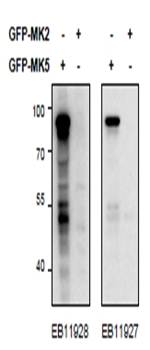 Goat anti-MK5 / MAPKAPK5 (aa192-206) Antibody