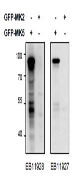 Mapkapk5 antibody