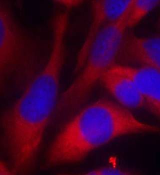 MKK6 (Ab-207) Antibody