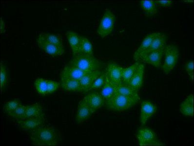 MKLN1 Antibody