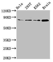 MKLN1 Antibody