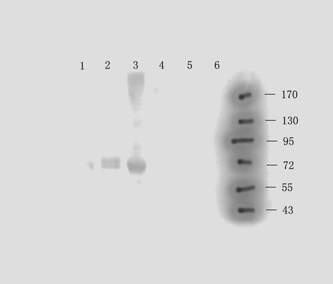 MKLP1 antibody