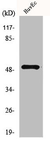 MKNK1 Antibody