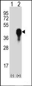 MKP3 antibody