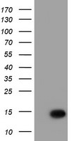 MKRN1 Antibody