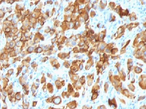 MLANA Antibody