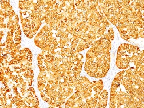 MLANA Antibody