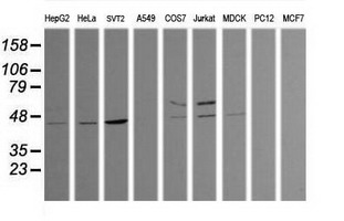 MLF2 Antibody