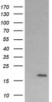 MLF2 Antibody