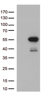 MLH1 Antibody
