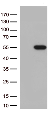 MLH1 Antibody