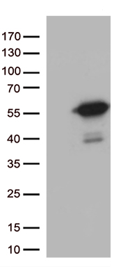 MLH1 Antibody