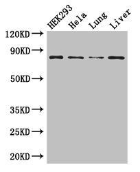 MLH1 Antibody