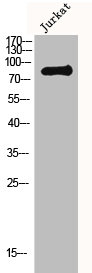 MLH1 Antibody