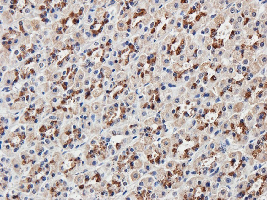 Mlkl antibody