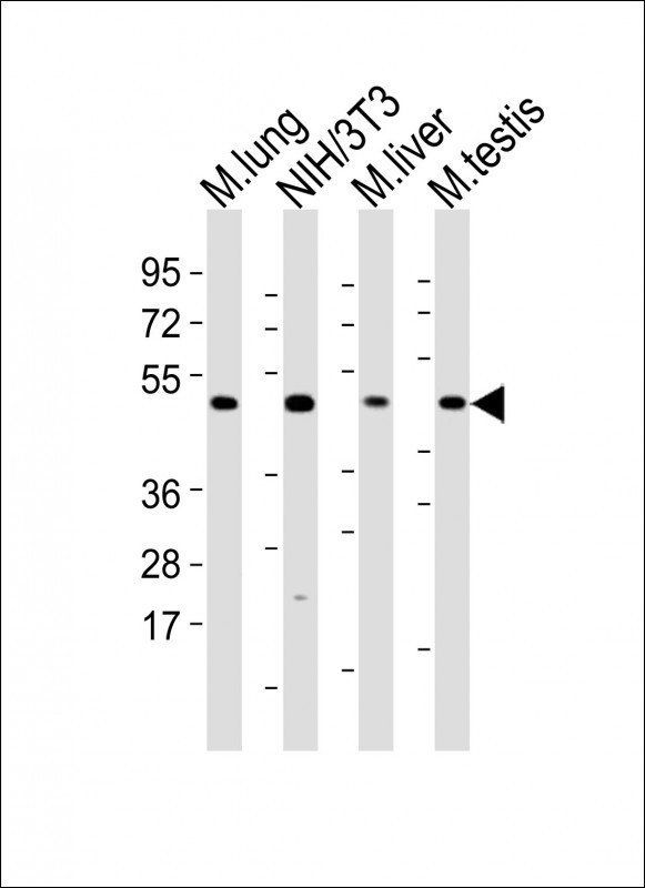 Mlkl antibody